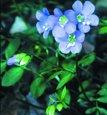 Attēlu rezultāti vaicājumam “Polemoniaceae”