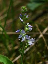 Image result for Veronica officinalis
