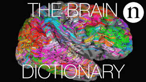 Image result for map of the brain