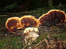 Attēlu rezultāti vaicājumam “Gloeophyllum odoratum”