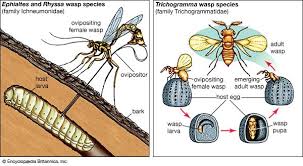 Attēlu rezultāti vaicājumam “Ichneumonidae cocoon”