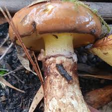 Attēlu rezultāti vaicājumam “Suillus luteus”