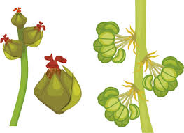 Attēlu rezultāti vaicājumam “Quercus robur male flower”