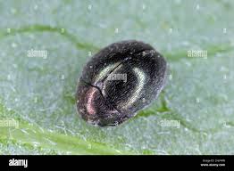 Attēlu rezultāti vaicājumam “Byrrhidae”