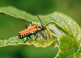 Attēlu rezultāti vaicājumam “Cantharidae”