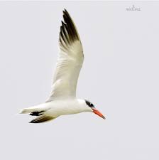 Attēlu rezultāti vaicājumam “Hydroprogne caspia”