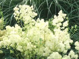 Attēlu rezultāti vaicājumam “Thalictrum lucidum”