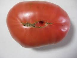 Afbeeldingsresultaat voor caspian pink tomato
