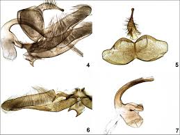 Attēlu rezultāti vaicājumam “Platyptilia tesseradactyla”