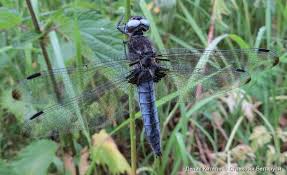 Attēlu rezultāti vaicājumam “Libellula fulva male”