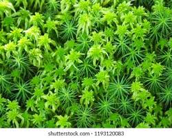 Attēlu rezultāti vaicājumam “Cirriphyllum piliferum sporophyte”