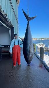 Image result for giant tuna
