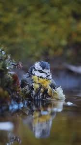 Attēlu rezultāti vaicājumam “Cyanistes caeruleus adult”
