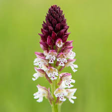 Attēlu rezultāti vaicājumam “Orchis ustulata”