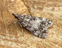 Attēlu rezultāti vaicājumam “Eudonia lacustrata”