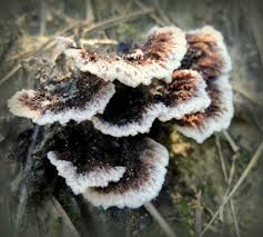 Attēlu rezultāti vaicājumam “Thelephora terrestris”