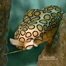 Attēlu rezultāti vaicājumam “Symphytocarpus trechisporus macro”