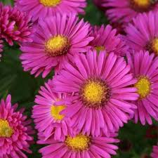 Attēlu rezultāti vaicājumam “Symphyotrichum x salignum flower”