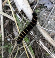 Attēlu rezultāti vaicājumam “Macrothylacia rubi larva”