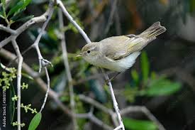 Image result for Phylloscopus orientalis