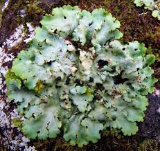 Attēlu rezultāti vaicājumam “Lobaria amplissima”