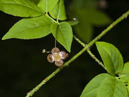 Attēlu rezultāti vaicājumam “Euonymus verrucosus leaf”