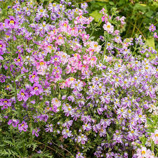 Image result for Schizanthus