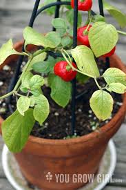 Afbeeldingsresultaat voor red rocoto hot pepper