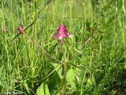 Attēlu rezultāti vaicājumam “Melampyrum cristatum”