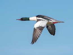 Attēlu rezultāti vaicājumam “Mergus merganser male”