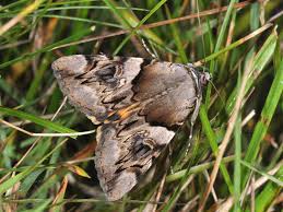 Attēlu rezultāti vaicājumam “Catocala fulminea”