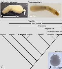 Attēlu rezultāti vaicājumam “Hadula trifolii larva”