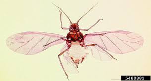 Attēlu rezultāti vaicājumam “Aphis fabae”