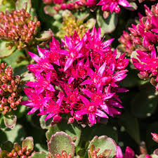 Image result for Mauerpfeffer