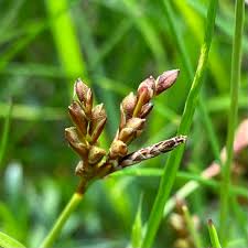 Attēlu rezultāti vaicājumam “Carex ornithopoda”
