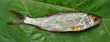 Image result for Rutilus caspicus