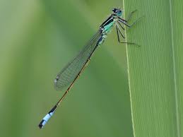 Attēlu rezultāti vaicājumam “Coenagrionidae”