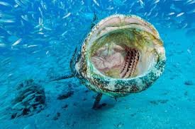 Image result for Epinephelus itajara