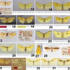 Attēlu rezultāti vaicājumam “Eilema depressa imago”