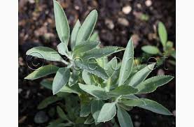 Image result for Salvie