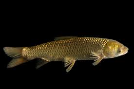 Image result for Ctenopharyngodon idella