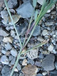 Attēlu rezultāti vaicājumam “Agrostis canina”