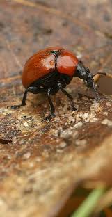 Attēlu rezultāti vaicājumam “Attelabus nitens”