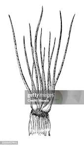 Attēlu rezultāti vaicājumam “Isoetes lacustris leaf”