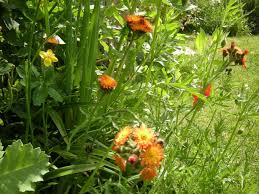 Attēlu rezultāti vaicājumam “Pilosella aurantiaca flower”
