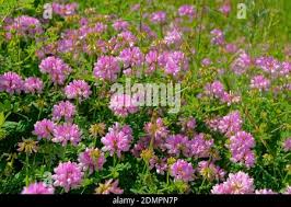 Attēlu rezultāti vaicājumam “Anthyllis maritima flower”