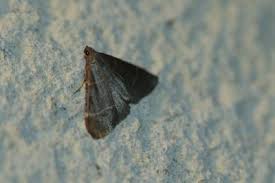 Attēlu rezultāti vaicājumam “Hypsopygia glaucinalis”