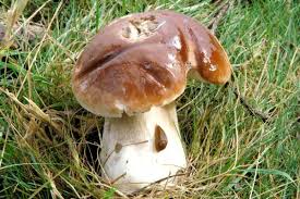 Attēlu rezultāti vaicājumam “Boletales”