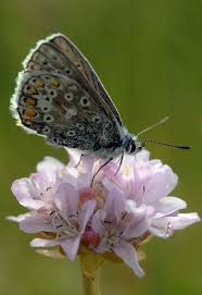 Attēlu rezultāti vaicājumam “Polyommatus icarus male”