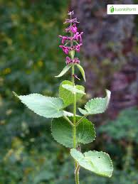 Attēlu rezultāti vaicājumam “Stachys sylvatica”